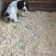 Sprocker Spaniel - Both