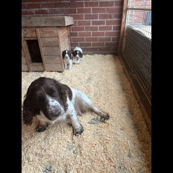 Sprocker Spaniel - Both