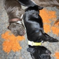 Sprocker Spaniel - Both