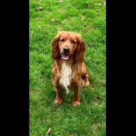 Sprocker Spaniel - Both