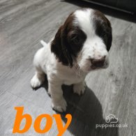 Sprocker Spaniel - Both