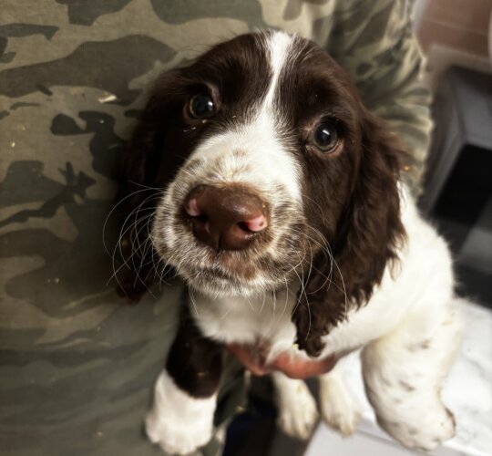 Sprocker Spaniel