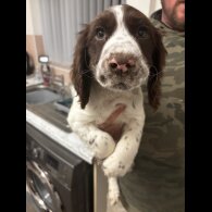 Sprocker Spaniel - Both