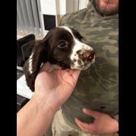 Sprocker Spaniel - Both