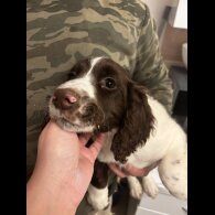 Sprocker Spaniel - Both