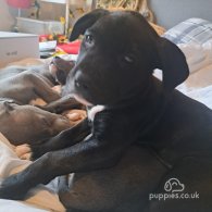 Staffordshire Bull Terrier - Both