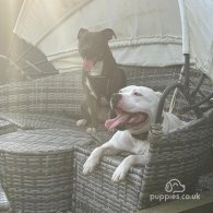 Staffordshire Bull Terrier - Both