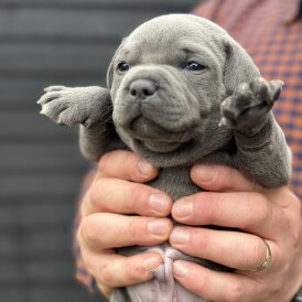 Staffordshire Bull Terrier - Dogs