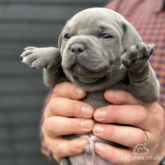 Staffordshire Bull Terrier puppies for Sale in the UK Puppies