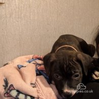 Staffordshire Bull Terrier - Both