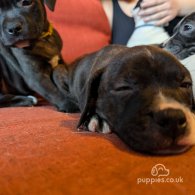 Staffordshire Bull Terrier - Both