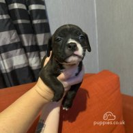 Staffordshire Bull Terrier - Both