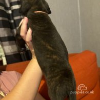 Staffordshire Bull Terrier - Both