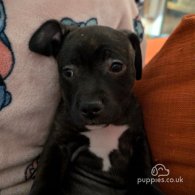 Staffordshire Bull Terrier - Both