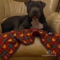 Staffordshire Bull Terrier