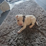 Staffordshire Bull Terrier - Both