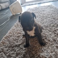 Staffordshire Bull Terrier - Both