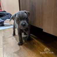 Staffordshire Bull Terrier - Both