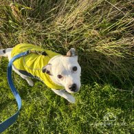 Staffordshire Bull Terrier