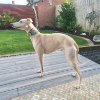 Whippet - Both