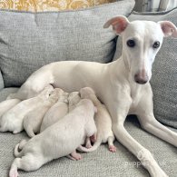 Whippet - Both