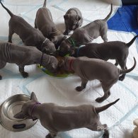 Thai Ridgeback - Both