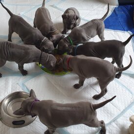 Thai Ridgeback - Both