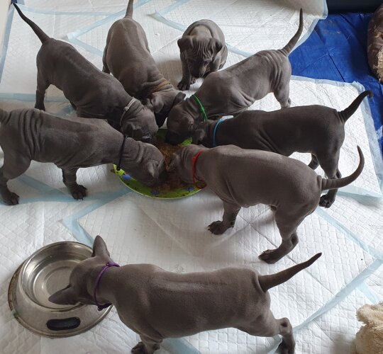 Thai Ridgeback