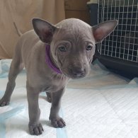 Thai Ridgeback - Both