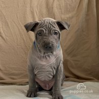 Thai Ridgeback - Both