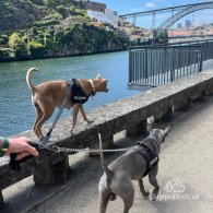 Thai Ridgeback - Both