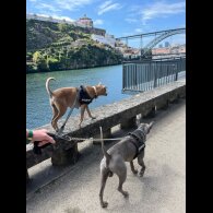 Thai Ridgeback - Both