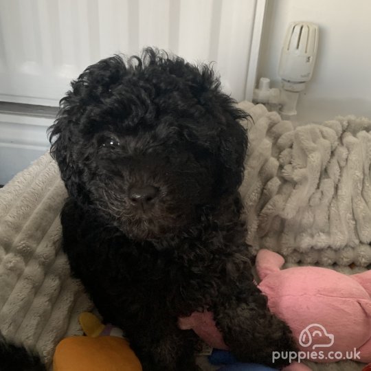 Toy Poodle - Bitches