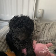 Toy Poodle - Bitches