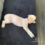 Toy Poodle - Bitches