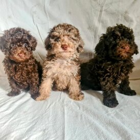 Toy Poodle - Both