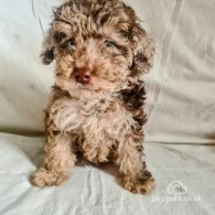 Toy Poodle - Both