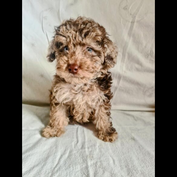 Toy Poodle - Both