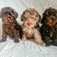 Toy Poodle - Both