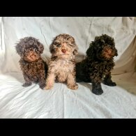 Toy Poodle - Both