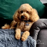 Toy Poodle