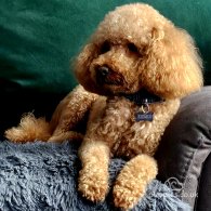 Toy Poodle