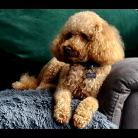 Toy Poodle