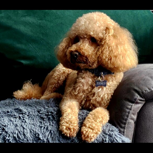 Toy Poodle