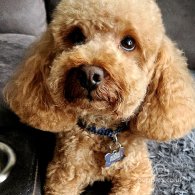 Toy Poodle