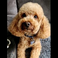 Toy Poodle