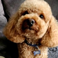 Toy Poodle