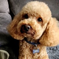 Toy Poodle