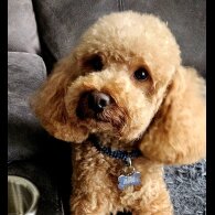 Toy Poodle