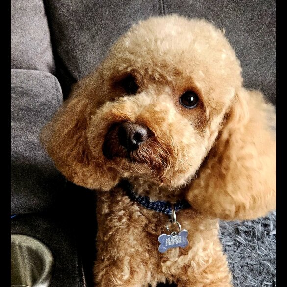 Toy Poodle